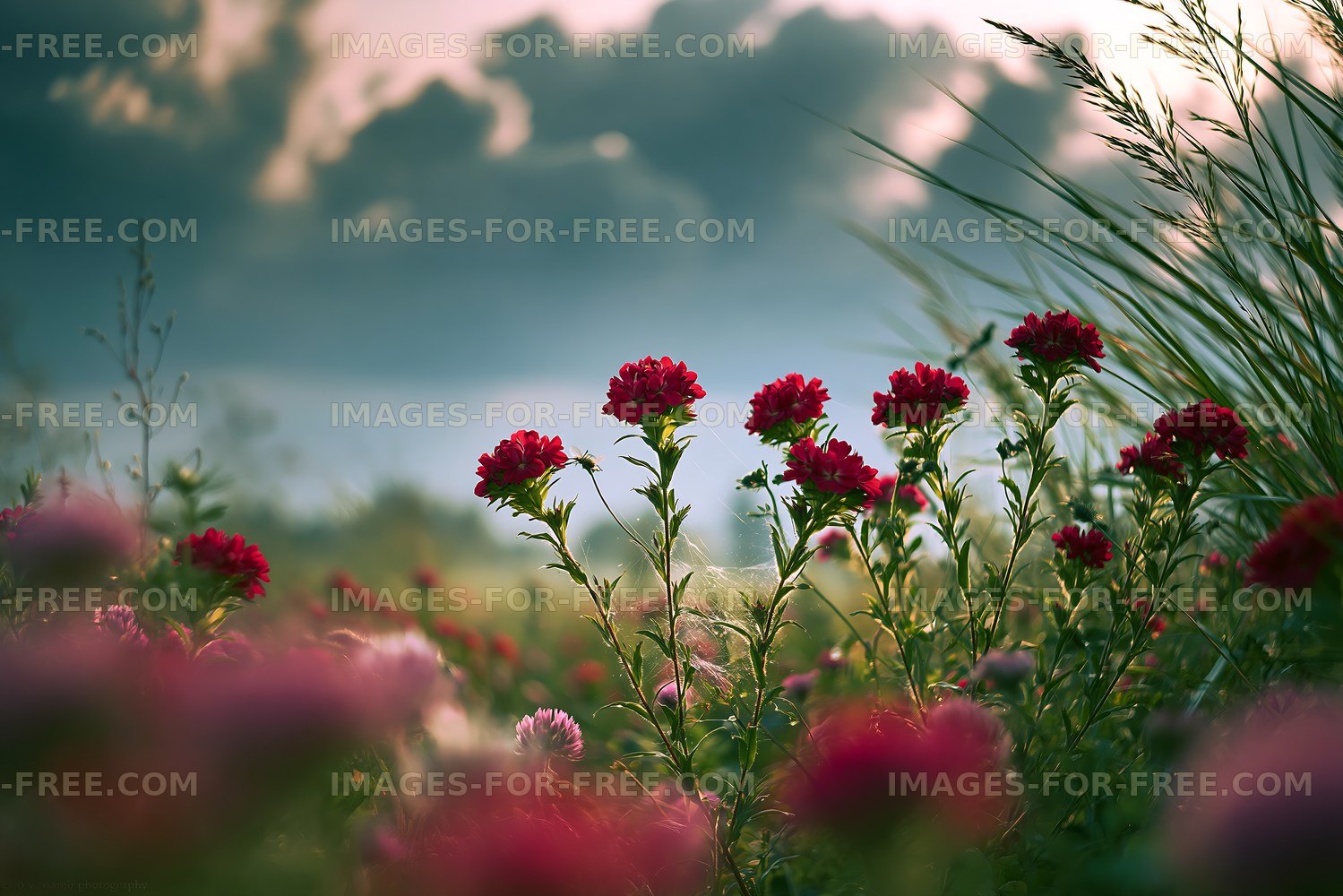 Blooming flowers in a field during sunset