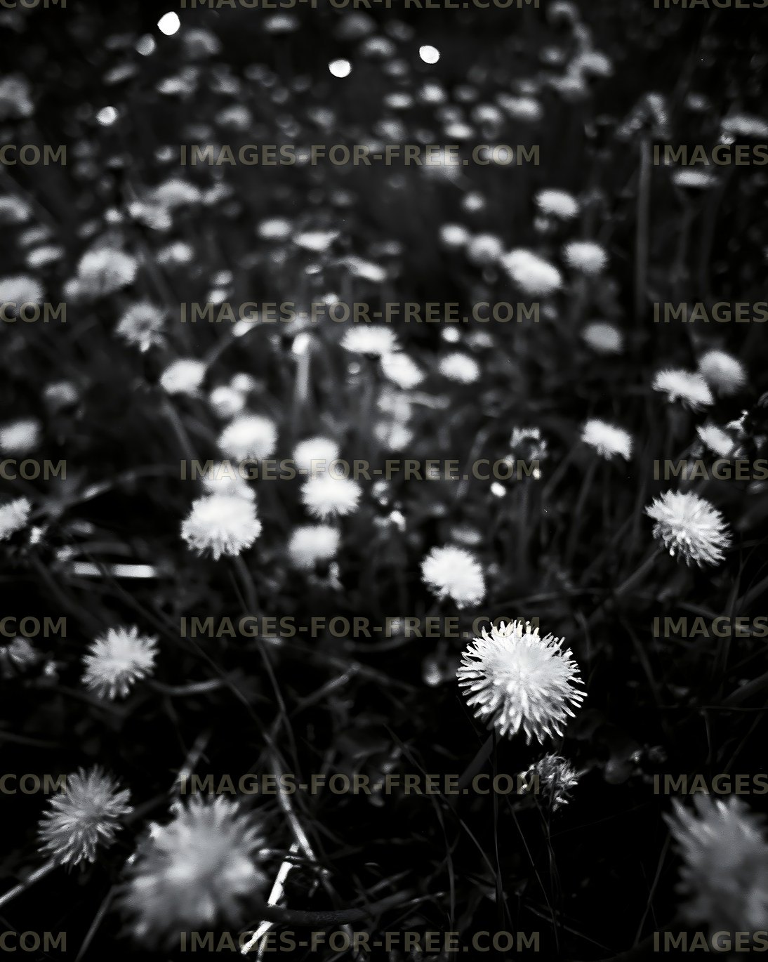 Black and white field of small flowers in a natural setting