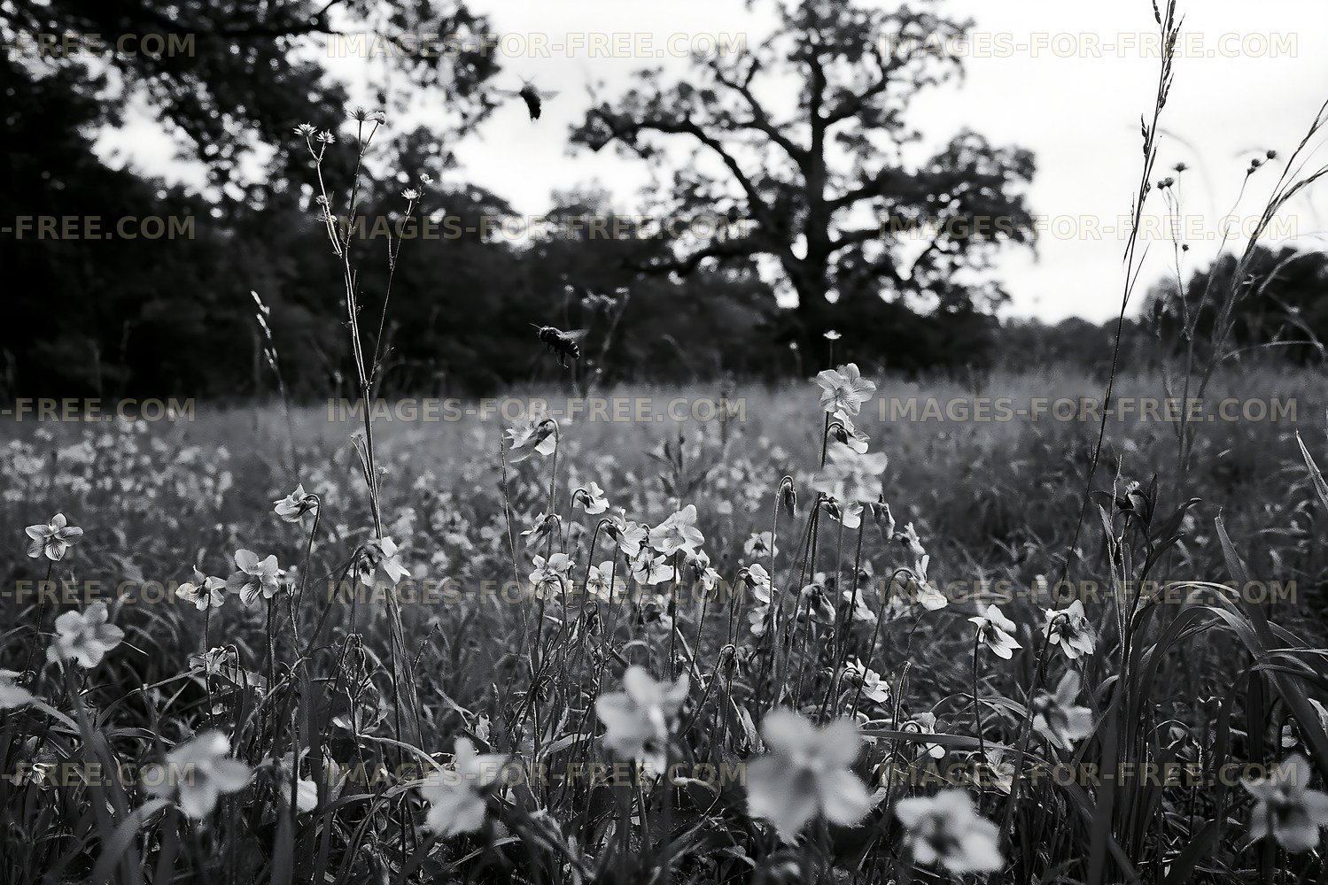 Black and white flowers in a grassy field under a tree
