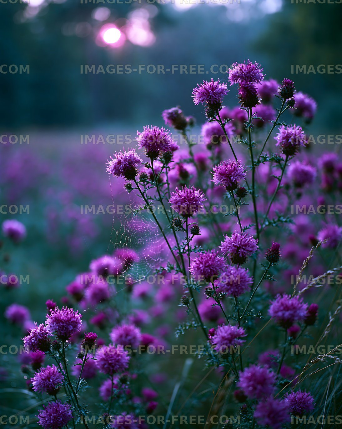 Purple flowers in a field during sunset