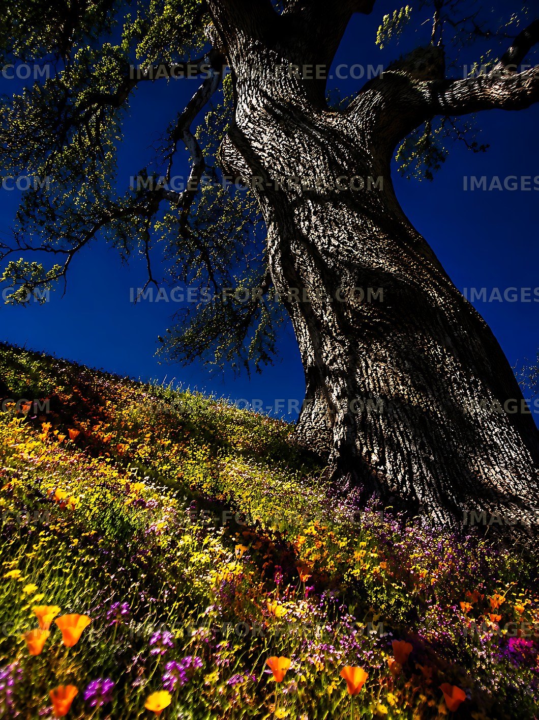 Large tree with colorful flowers on a hillside