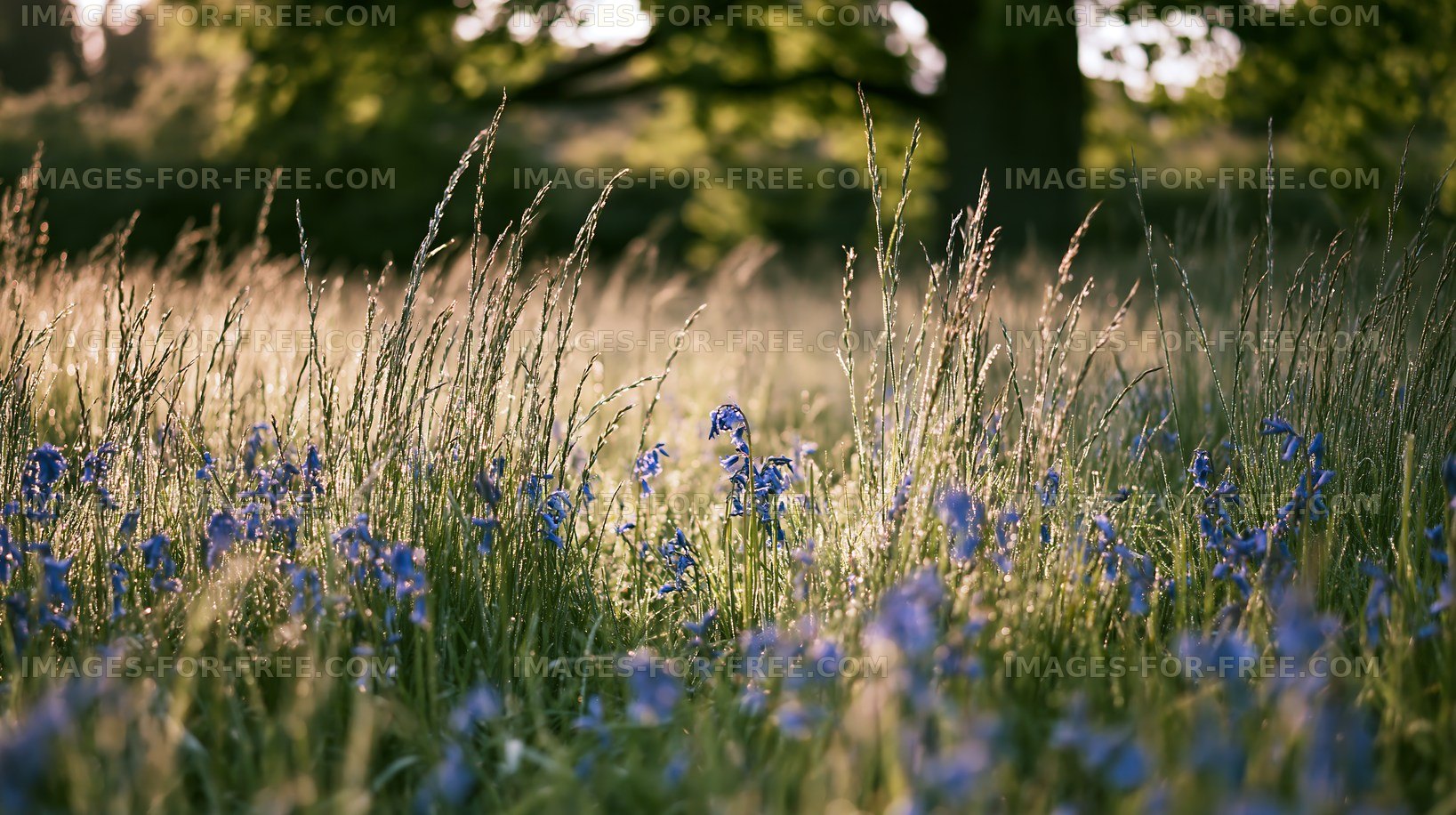 Wildflowers bloom in a sunny field during late spring