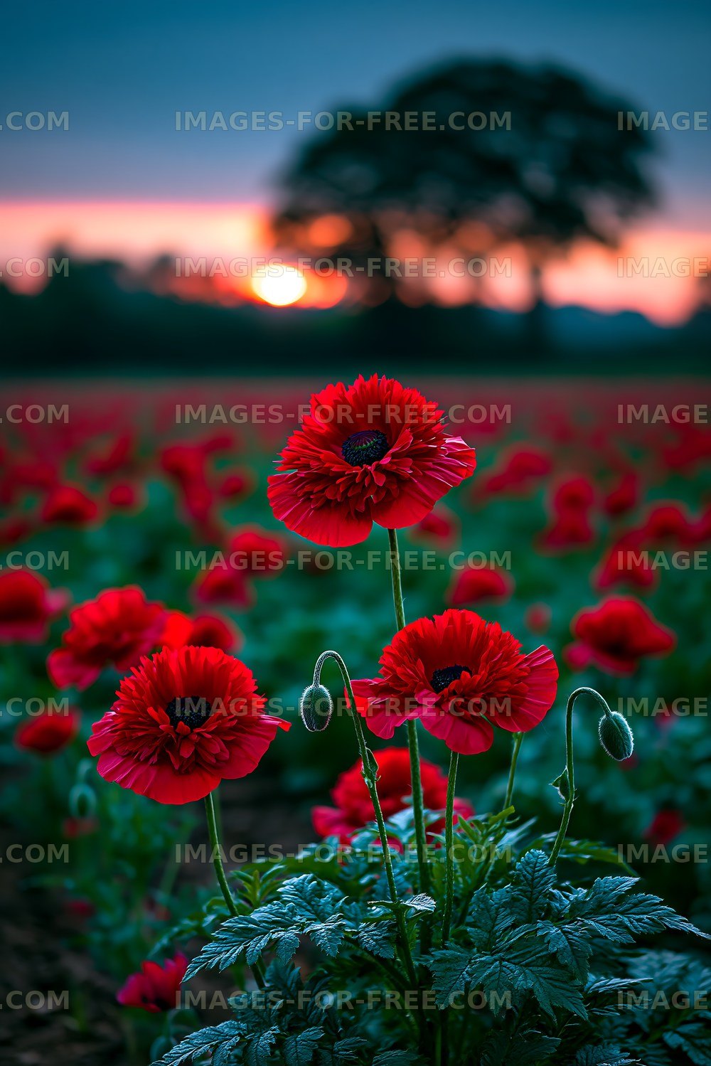 Red poppies blooming at sunset in a flower field