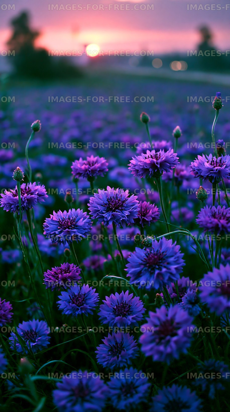 Purple flowers in a field during sunset