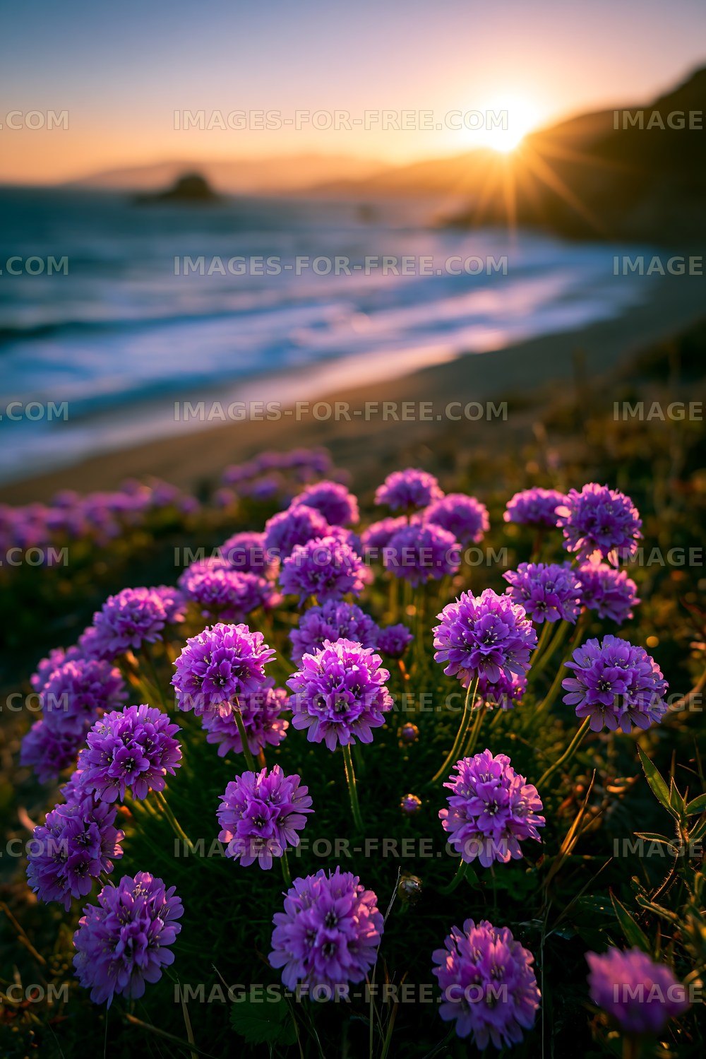 Sunset over ocean with purple flowers in foreground