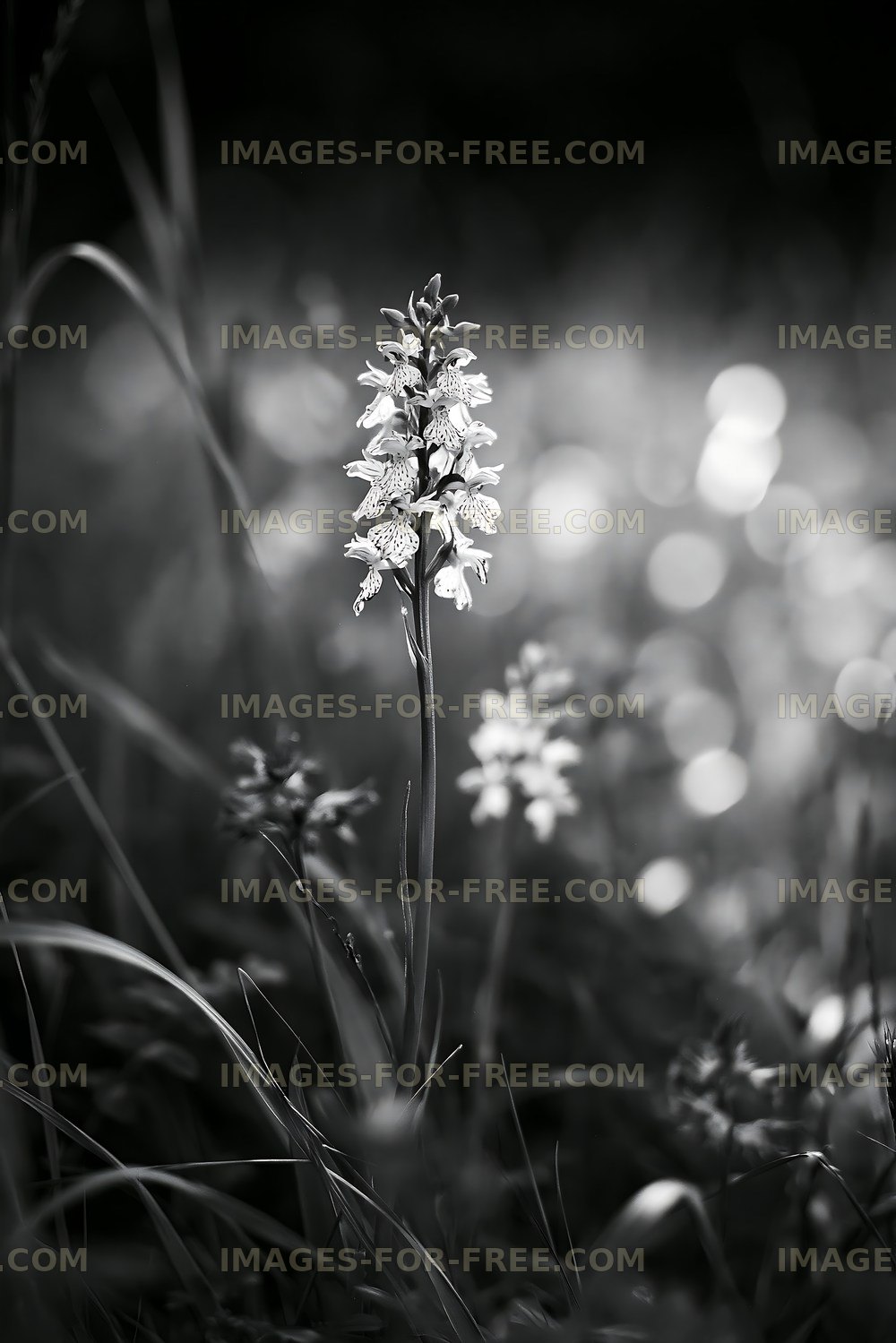 Flowering plant in black and white with blurred background