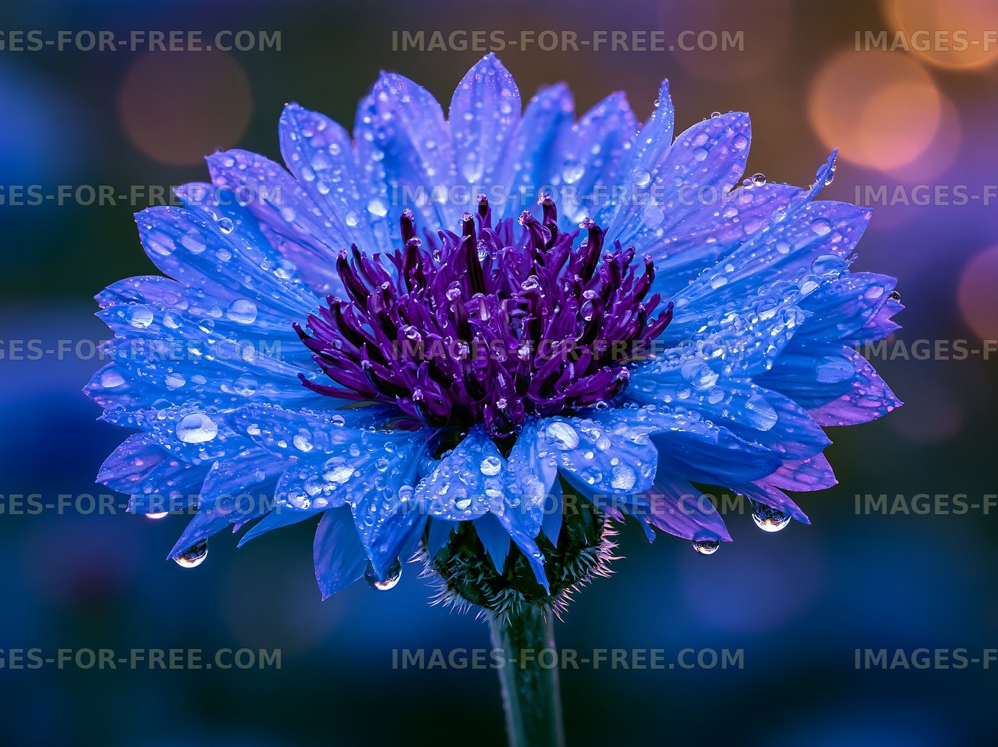 Close-up of blue flower with water droplets in soft lighting