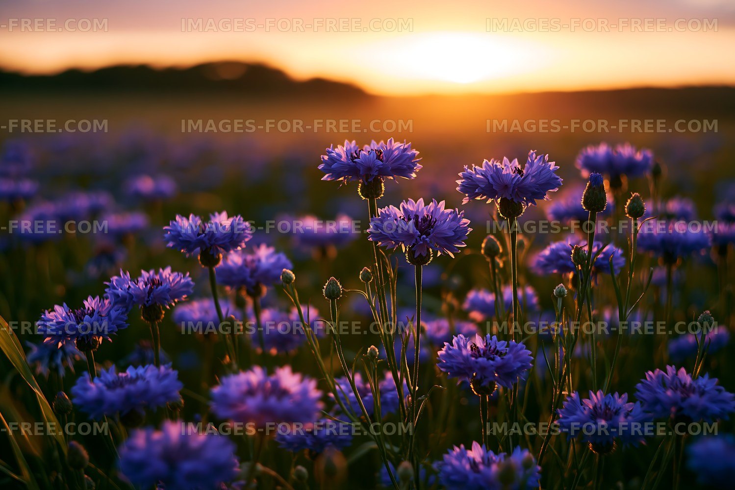 Flowers blooming in a field at sunset