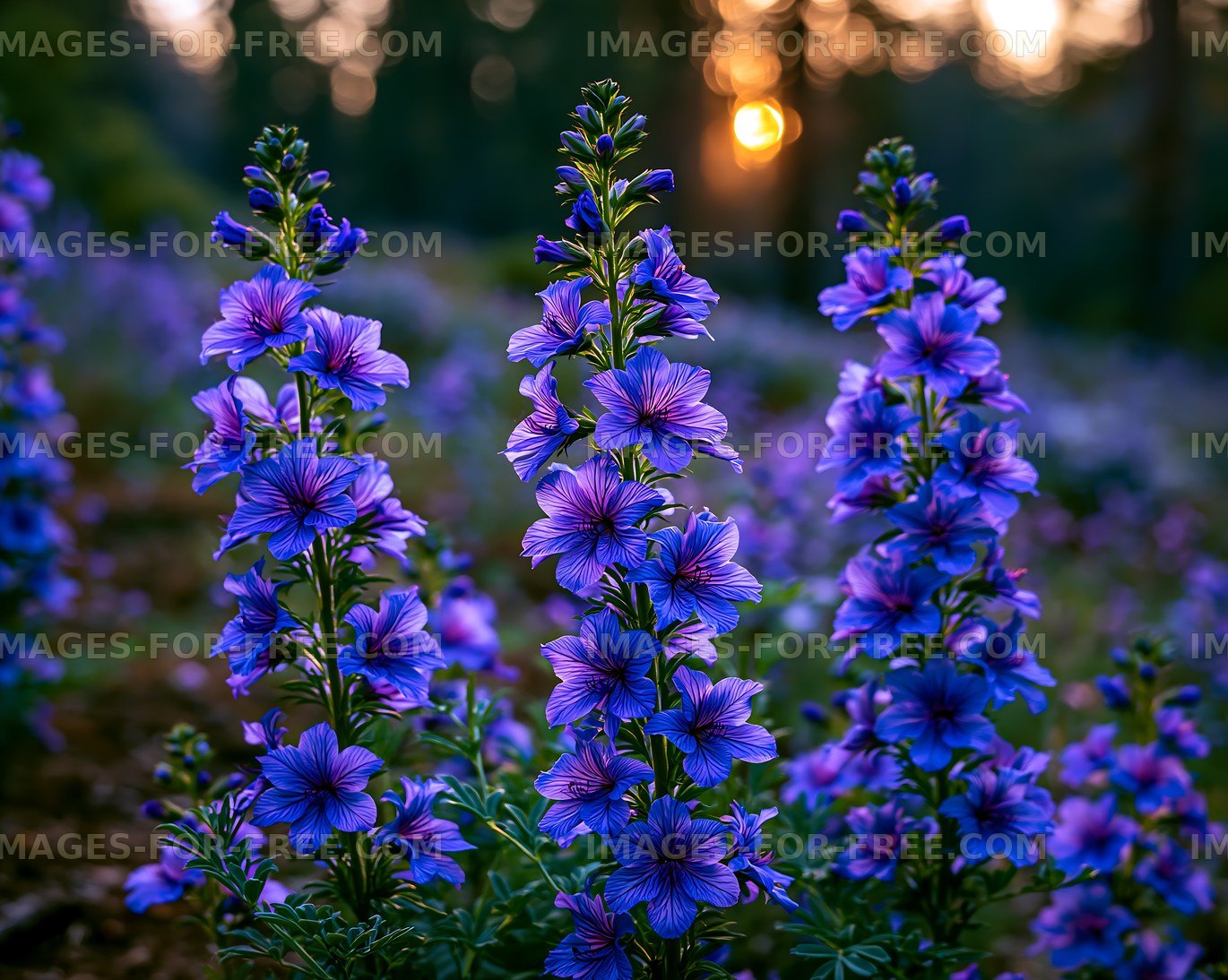 Purple flowers bloom in forest during sunset