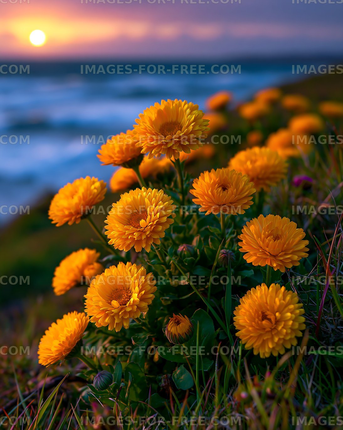 Yellow flowers bloom near the ocean at sunset