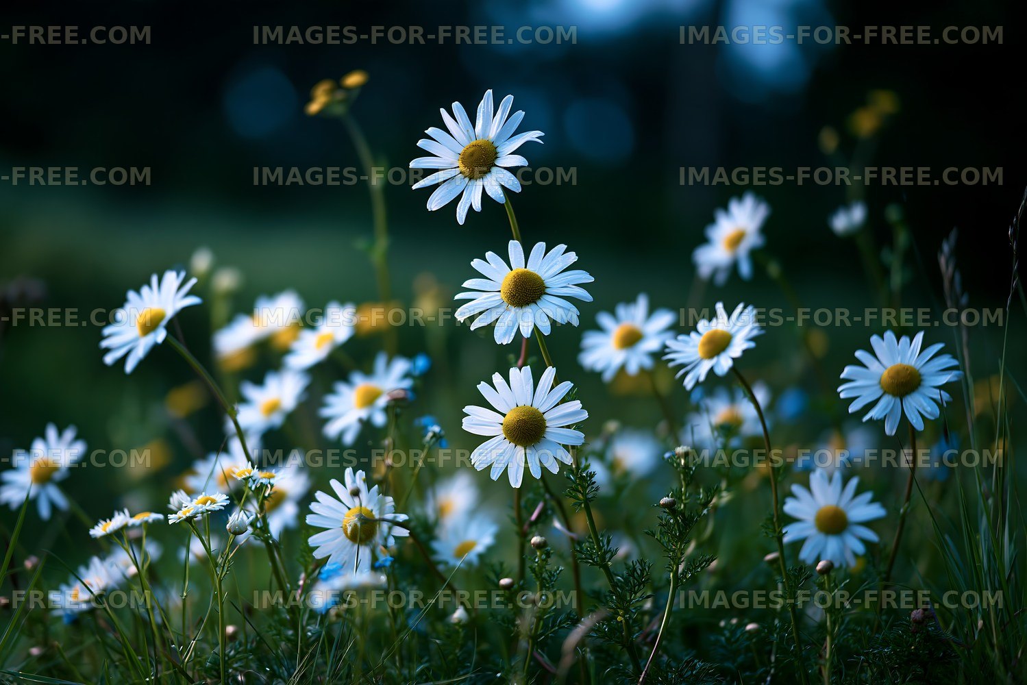 Daisies blooming in a green field during twilight