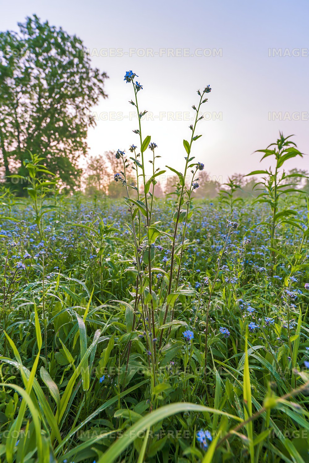 Field of small blue flowers at sunrise