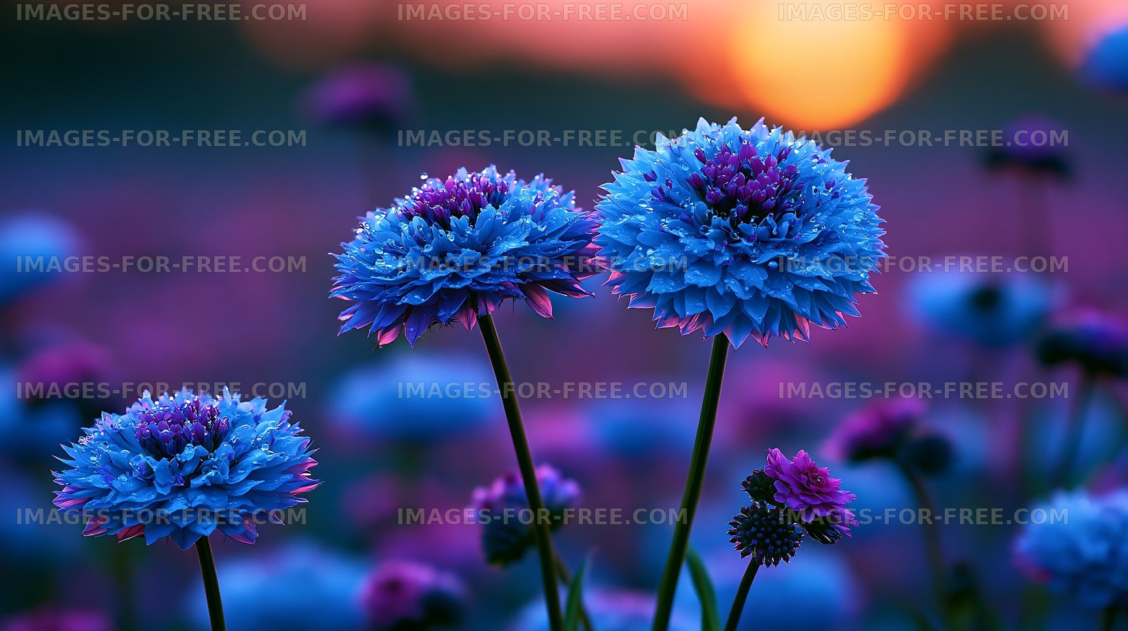 Colorful wildflowers bloom at sunset near a meadow