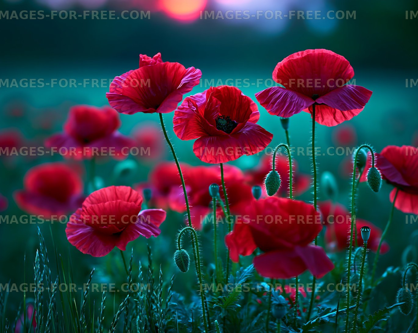 Bright red poppy flowers at sunset in a natural field