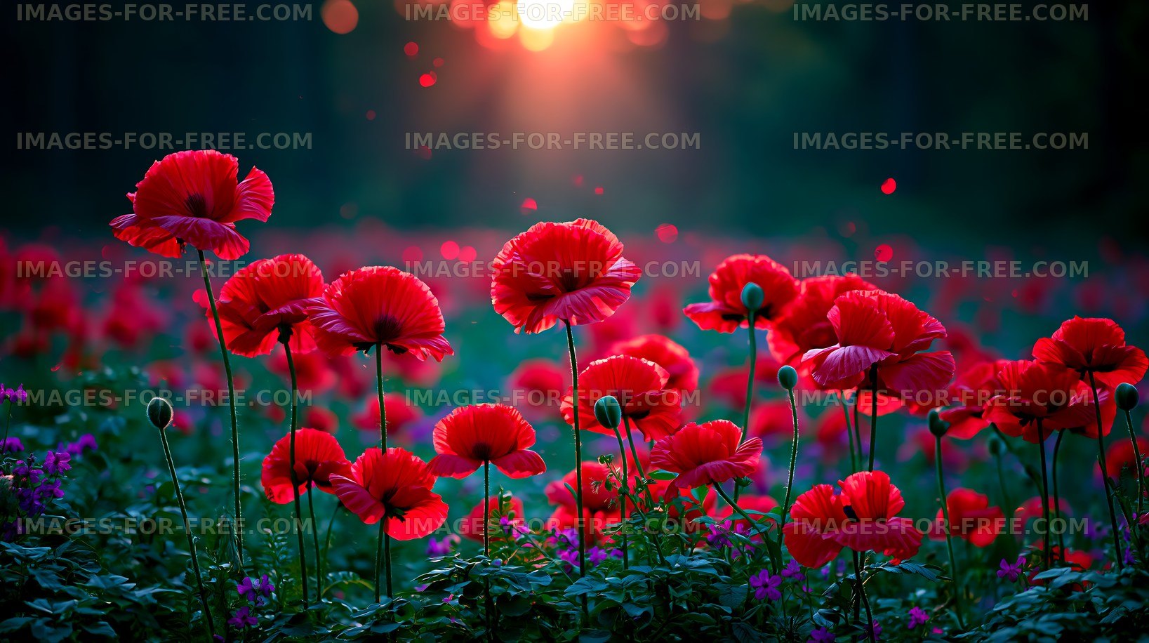Red poppy flowers bloom under a sunset sky