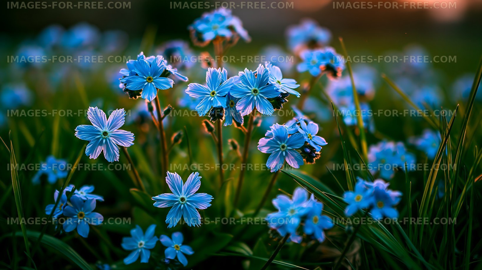 Bright blue flowers blooming in spring meadow