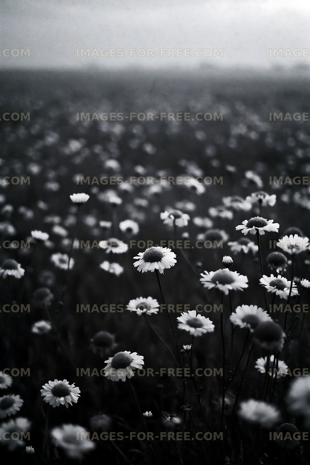 Field of daisies in black and white under cloudy sky