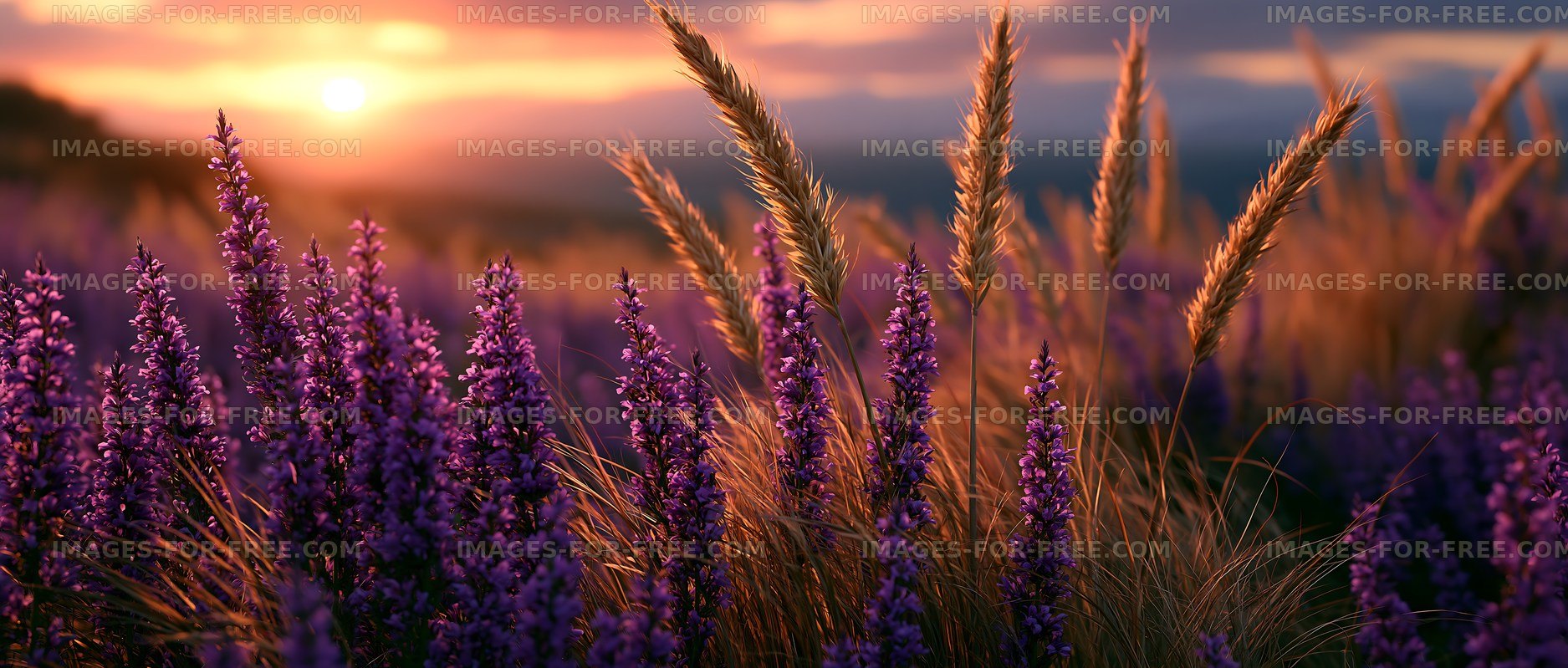 Sunset over lavender fields with golden grass