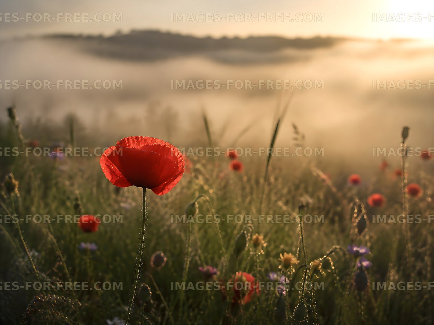 Morning light over poppy field in fog