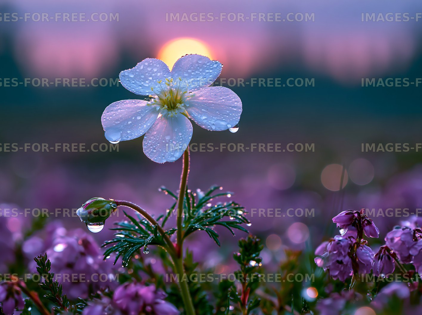White flower with dew at sunset near purple blooms