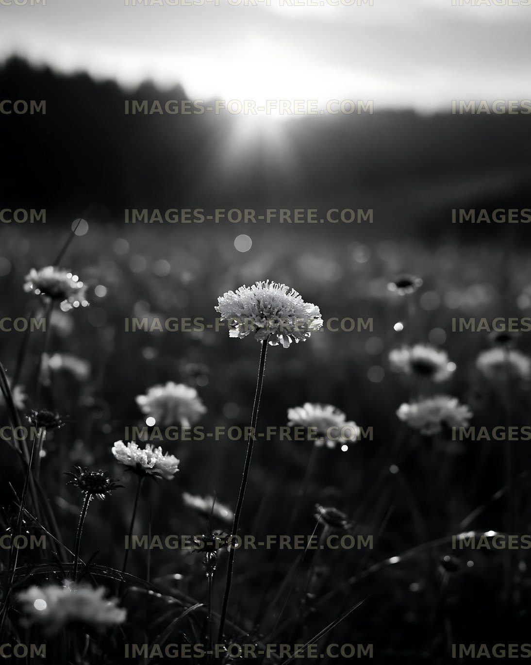 Sunlight shining on wildflowers in a black and white scene