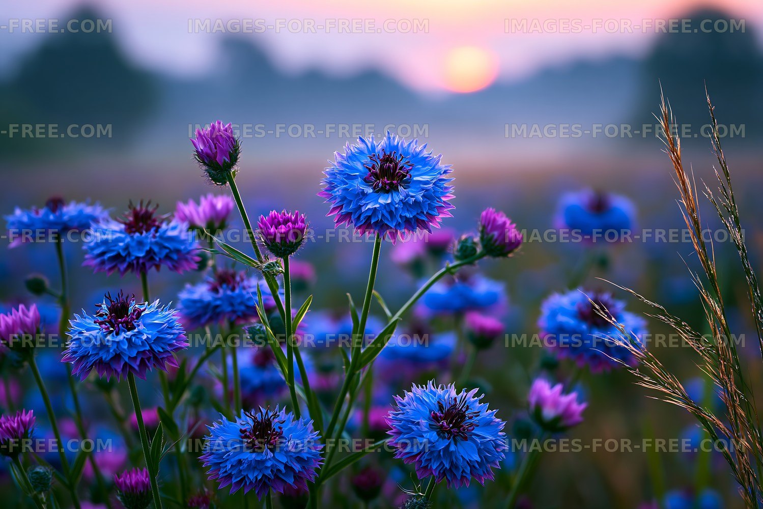 Blue and purple flowers blooming at sunrise