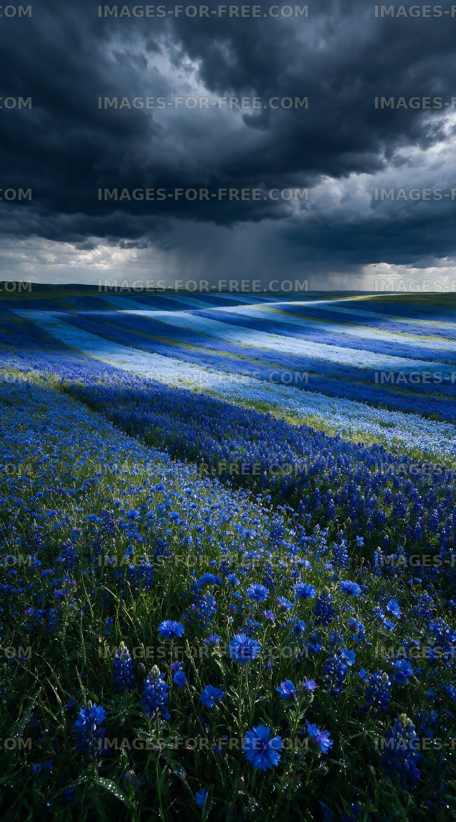 Blue flower field under dark clouds
