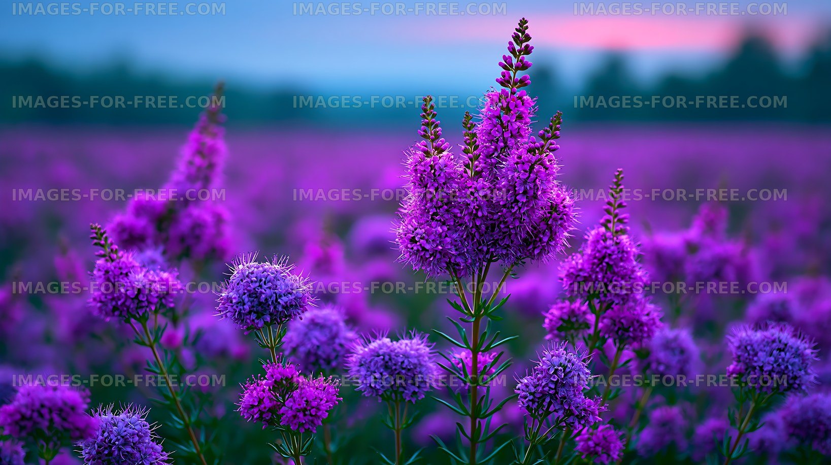 Purple flowers blooming in a field during sunset