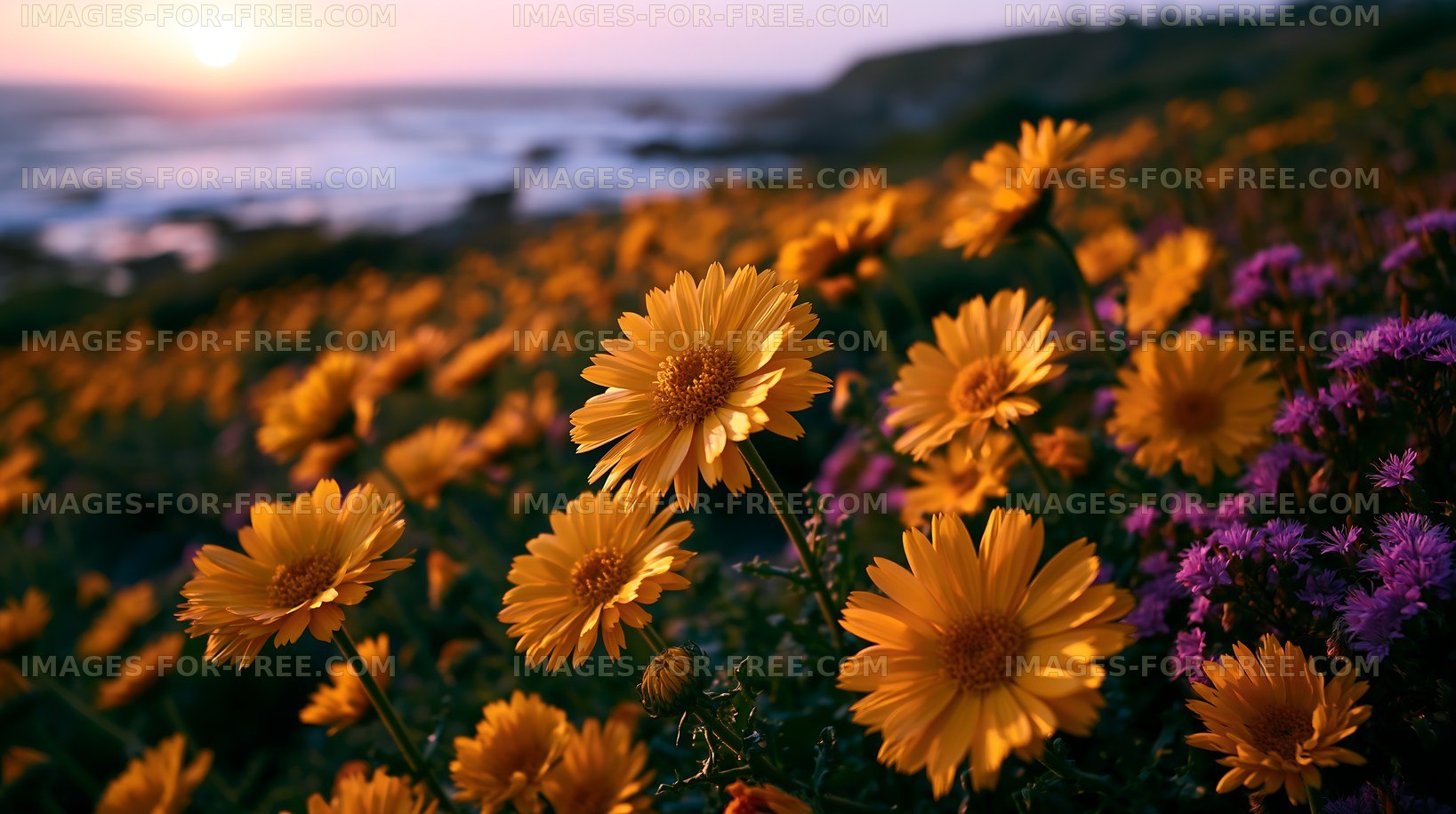 Sunset over yellow flowers near the coast