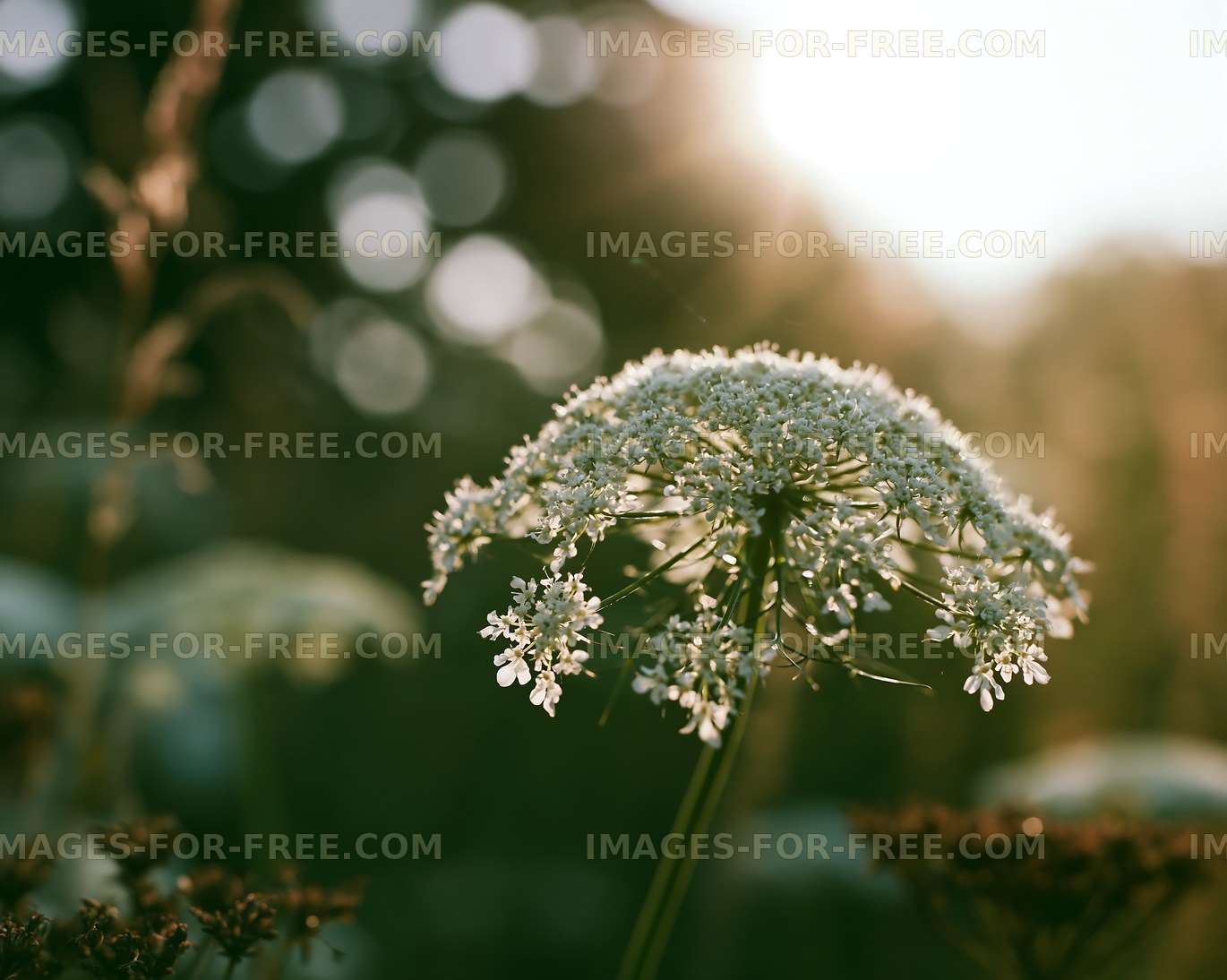 Flower with sunlight in background during golden hour