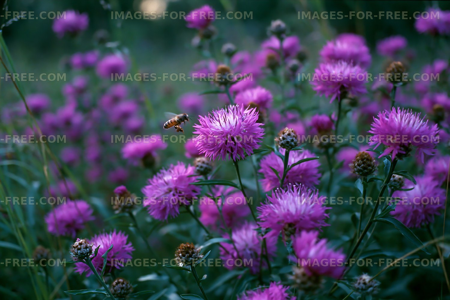 Bee hovering over pink flowers in a meadow