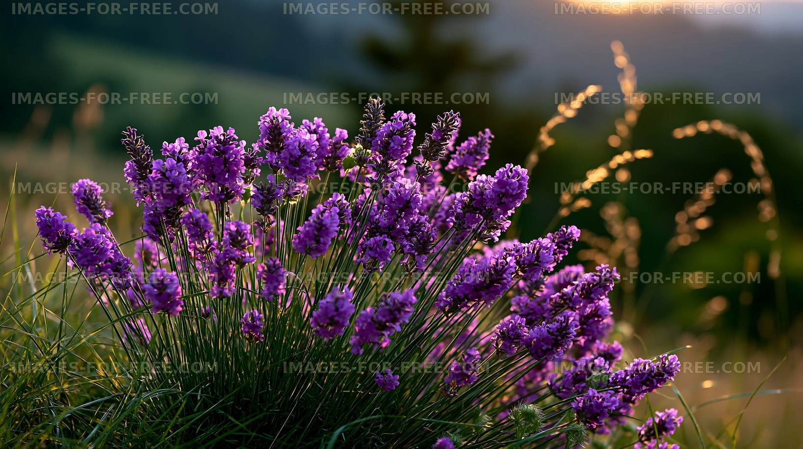 Lavender flowers bloom in a field during sunset