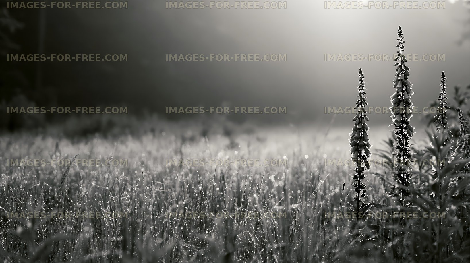 Foggy forest field with tall plants in early morning light