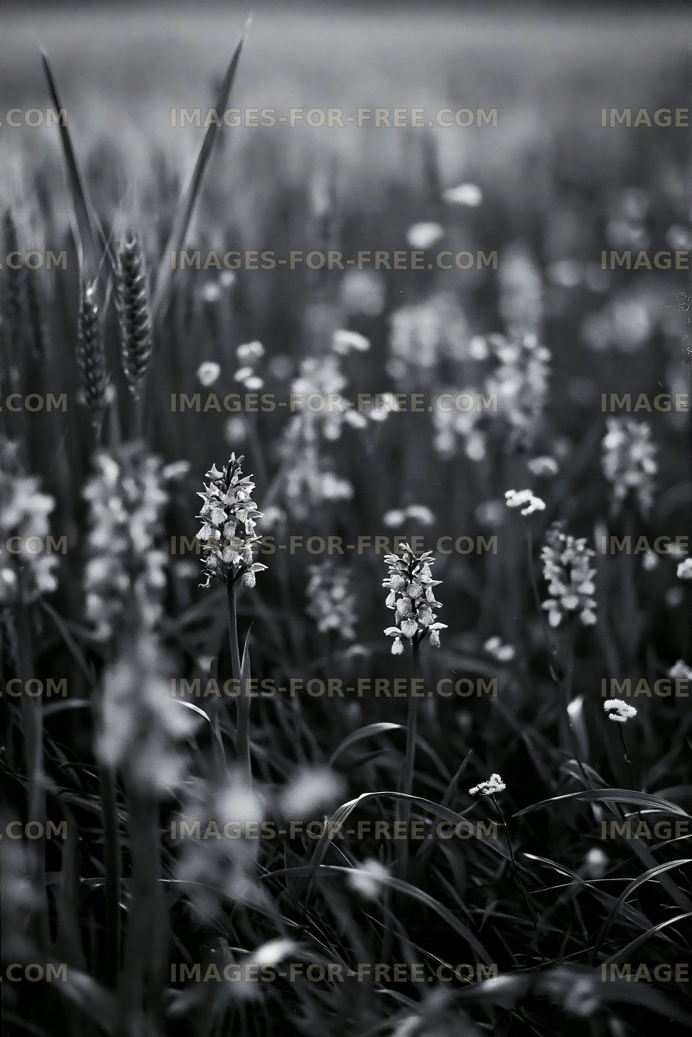 Wildflowers growing in a grassy field during the day