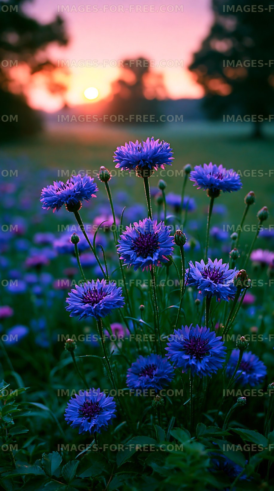 Purple flowers during sunset in a field