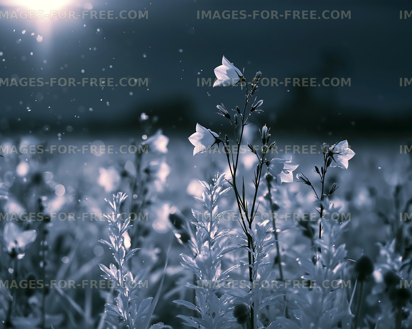 Flowers in a field with sunlight in the background