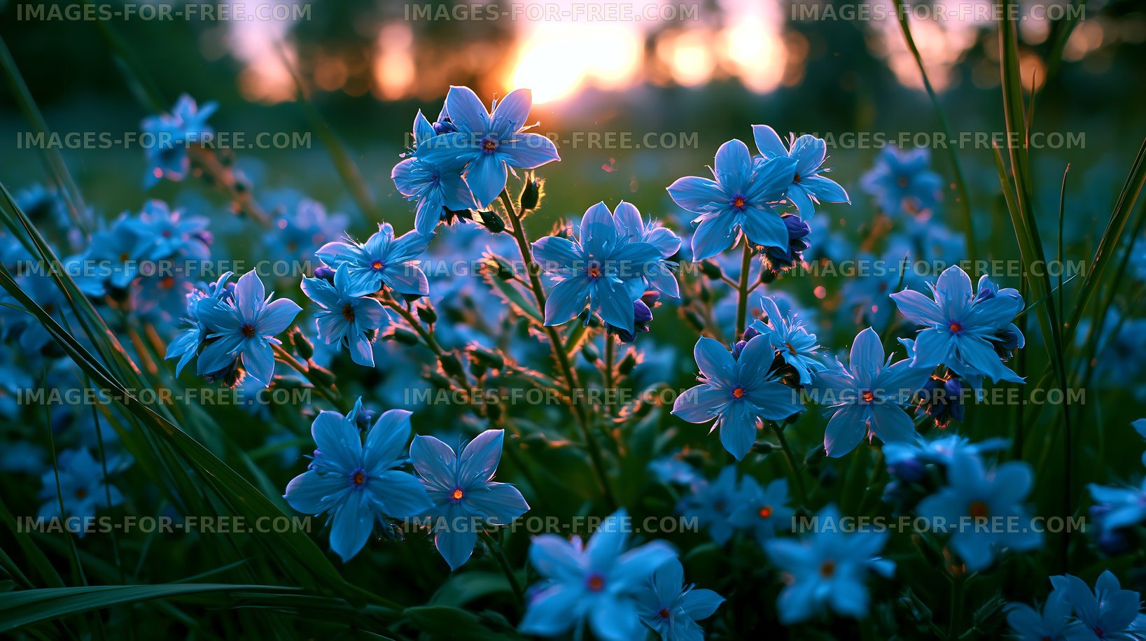 Blue flowers bloom in a field at sunset