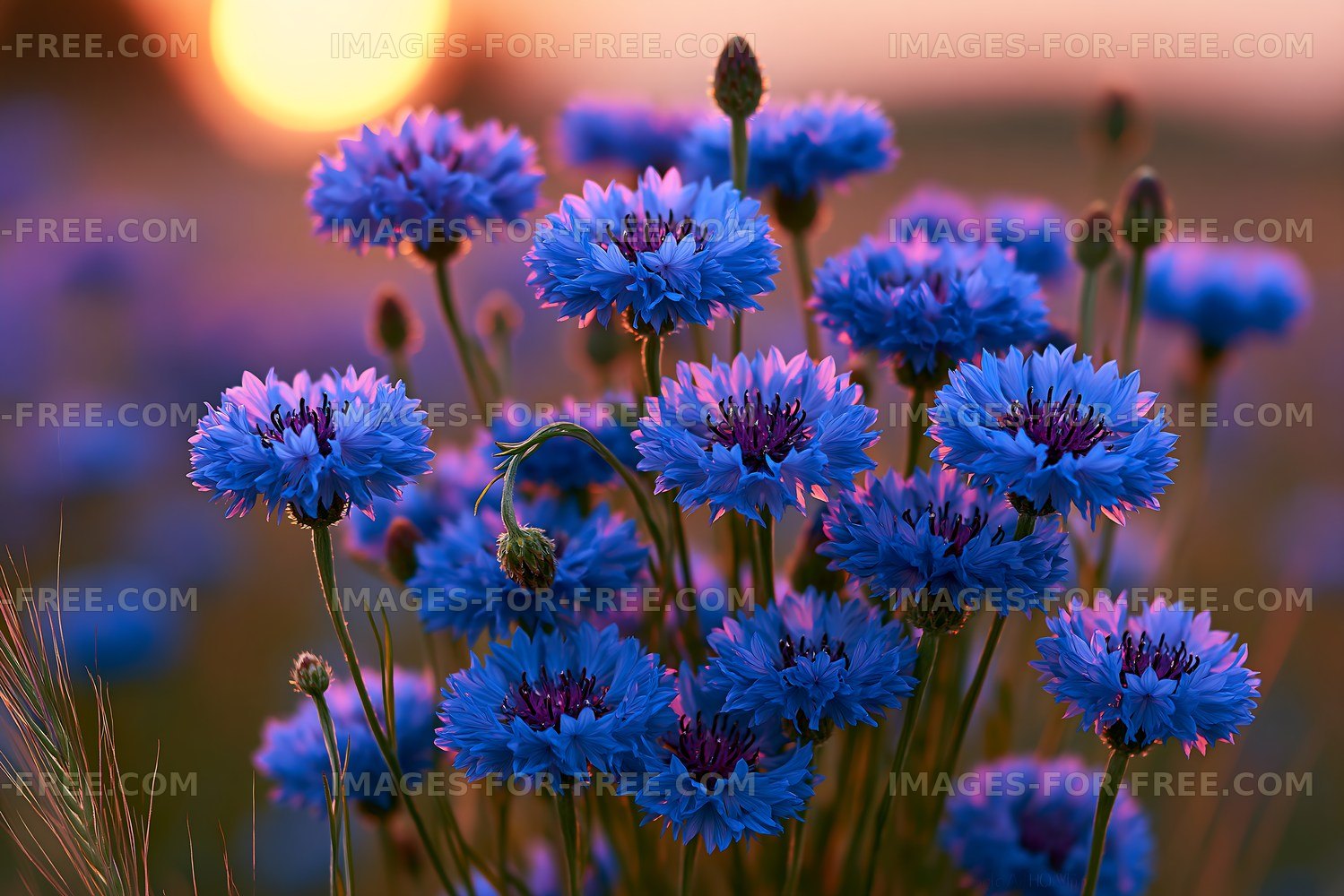 Blue flowers at sunset in a field