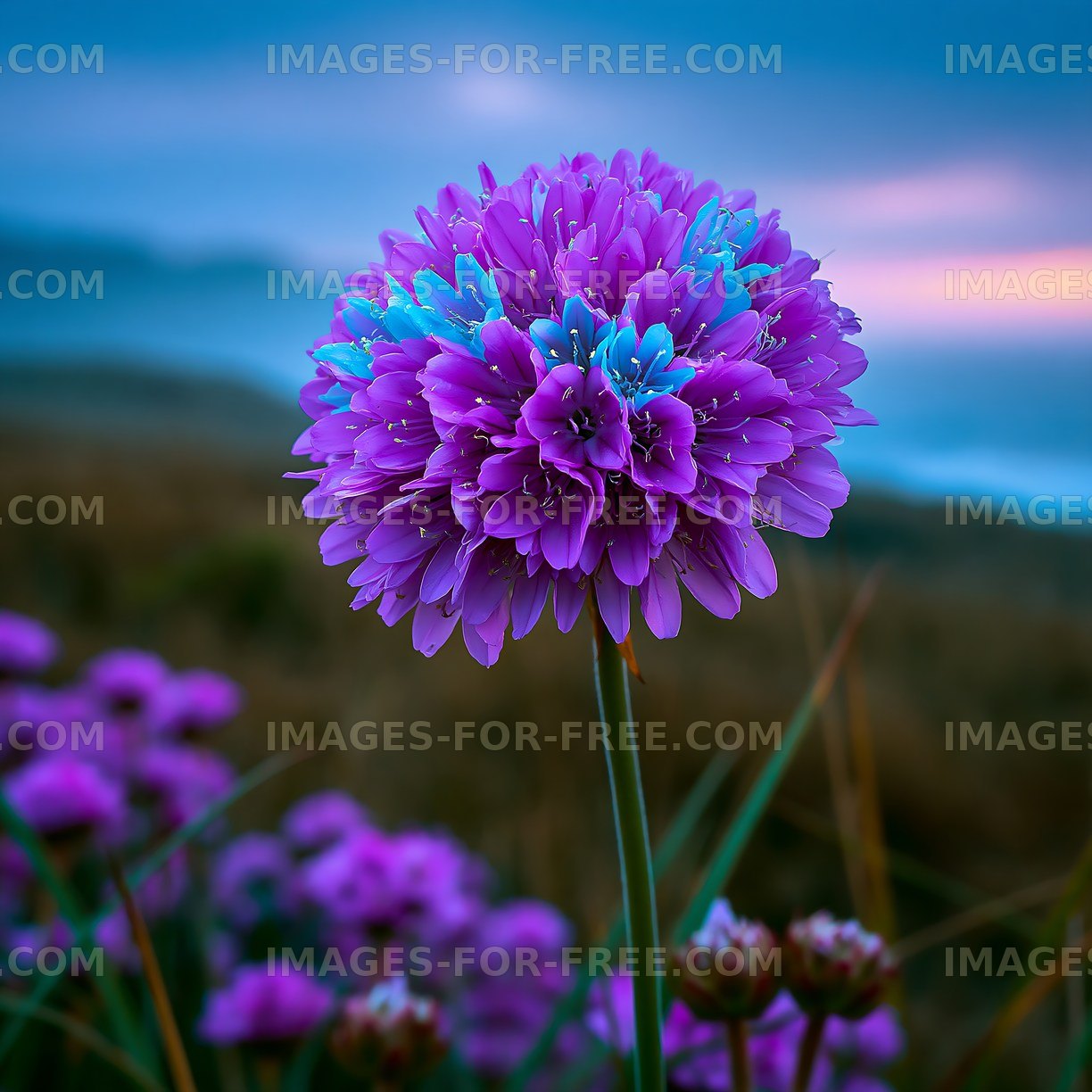 Purple flower against a blurred landscape at sunset