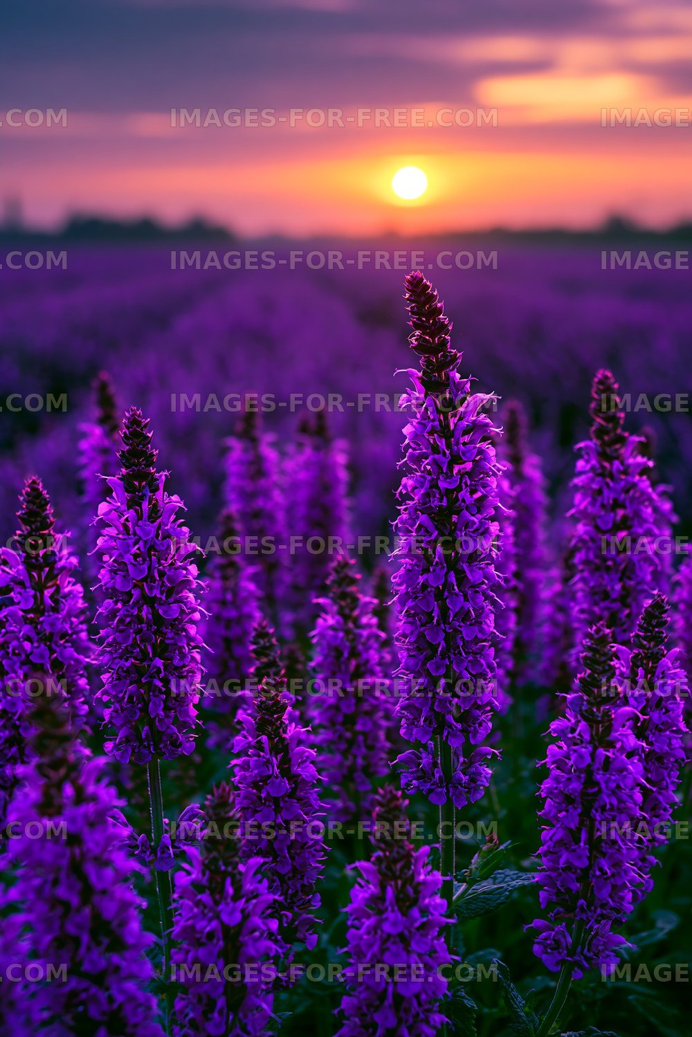 Purple flowers under sunset in a field