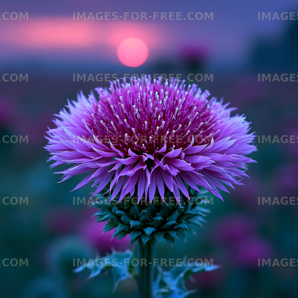 Purple thistle flower against sunset backdrop