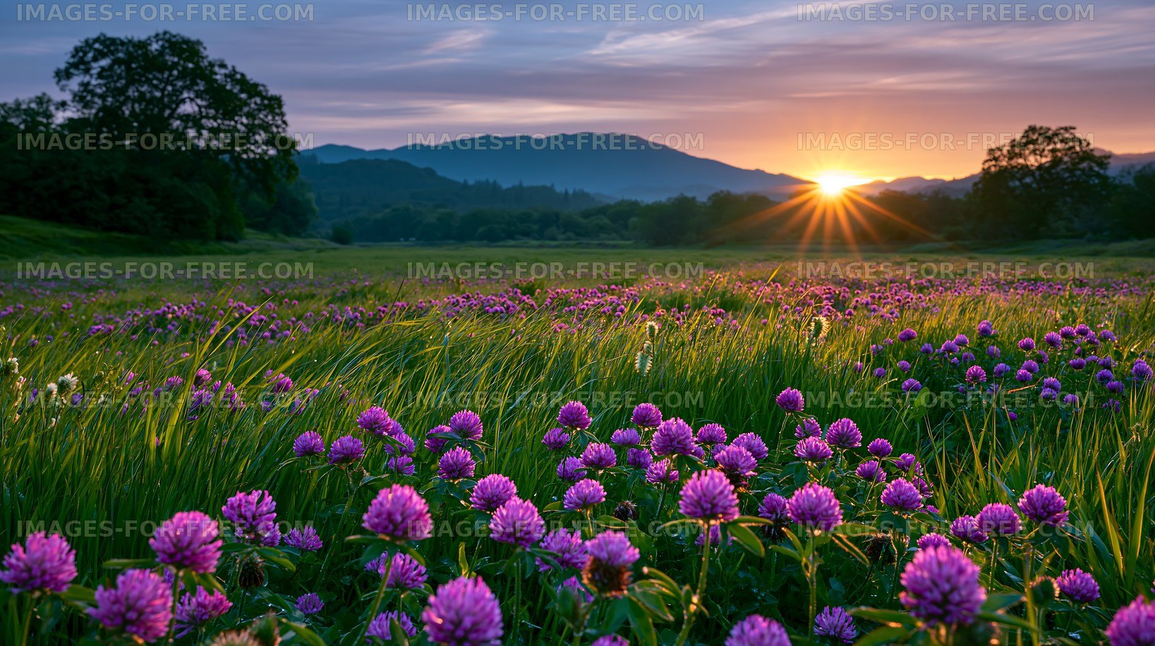 Bright sunrise over a field of purple flowers and green grass