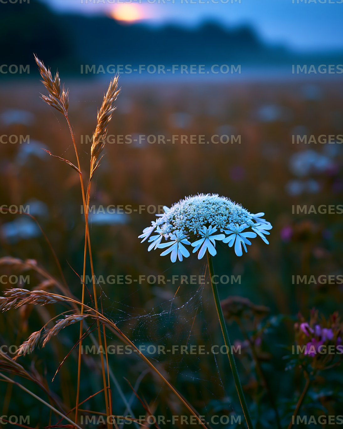 Dewy flower stands in a meadow during twilight hours
