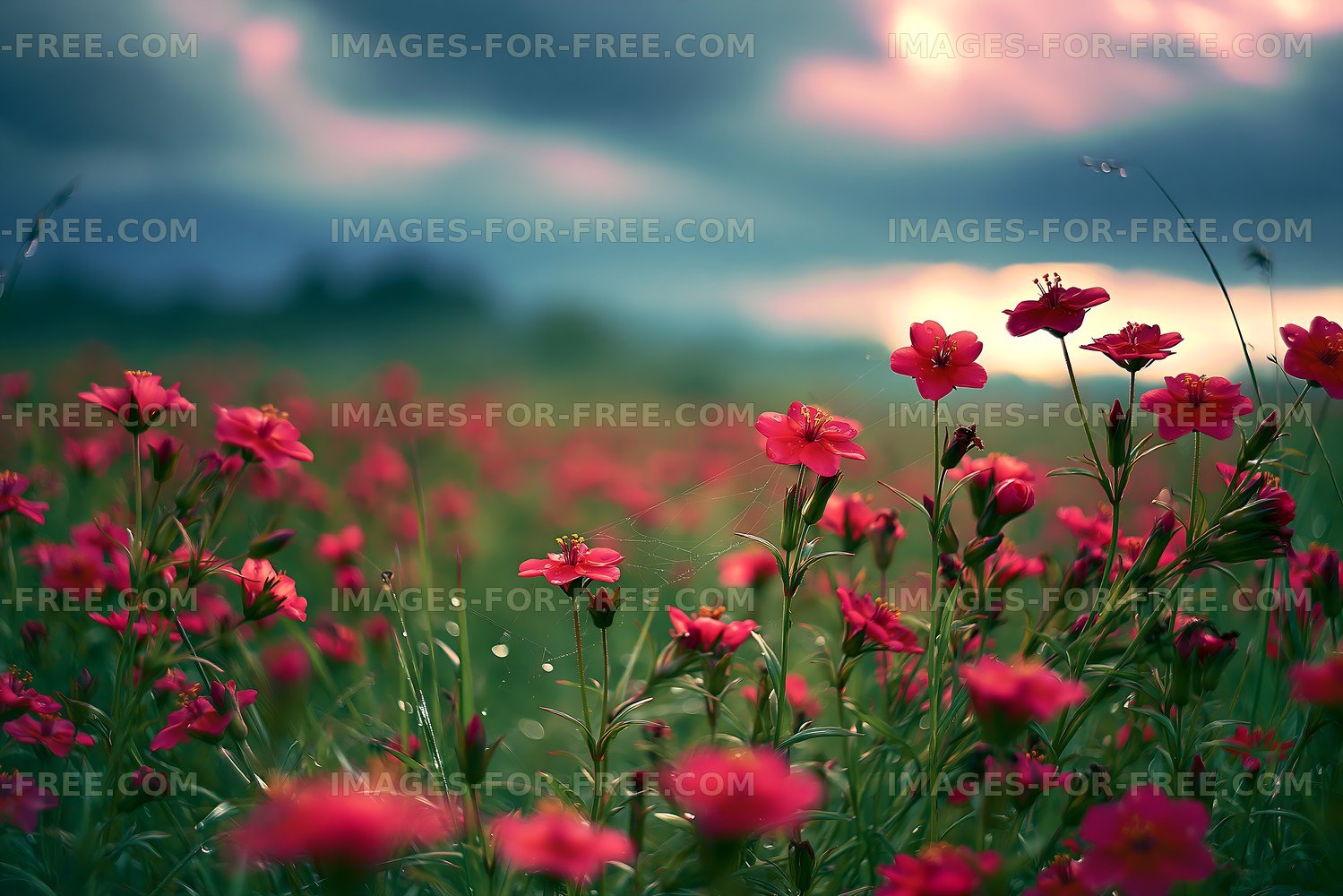 Wildflowers blooming in a field during sunset