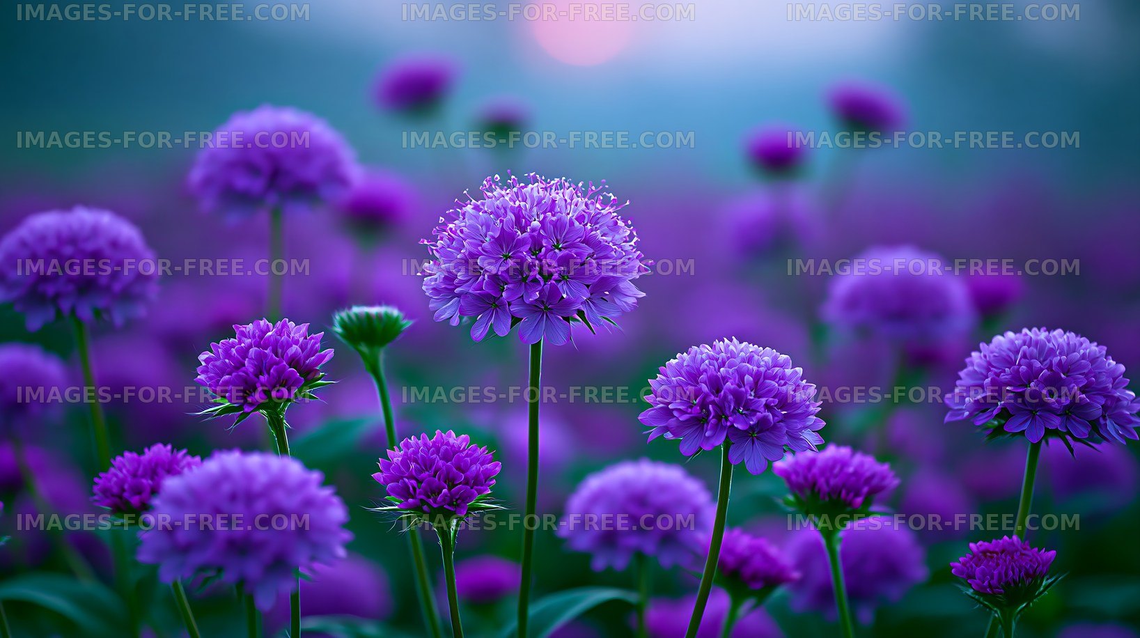 Purple flowers in a field during sunset
