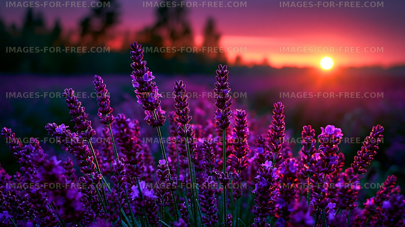 Lavender field at sunset with vibrant colors and flowers