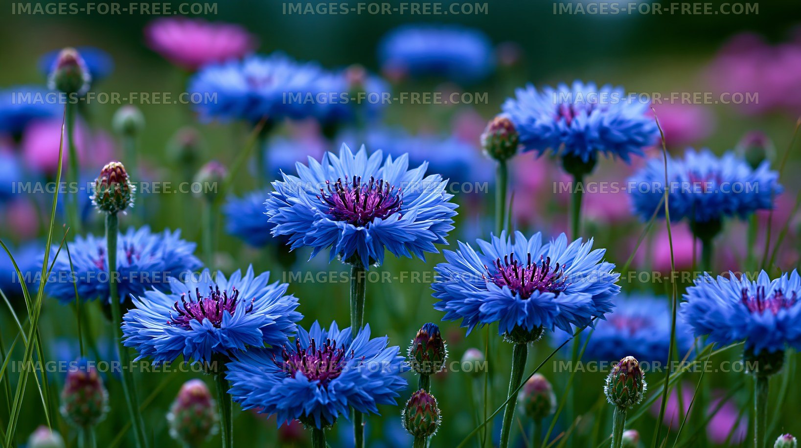 Vibrant blue flowers blooming in a garden field