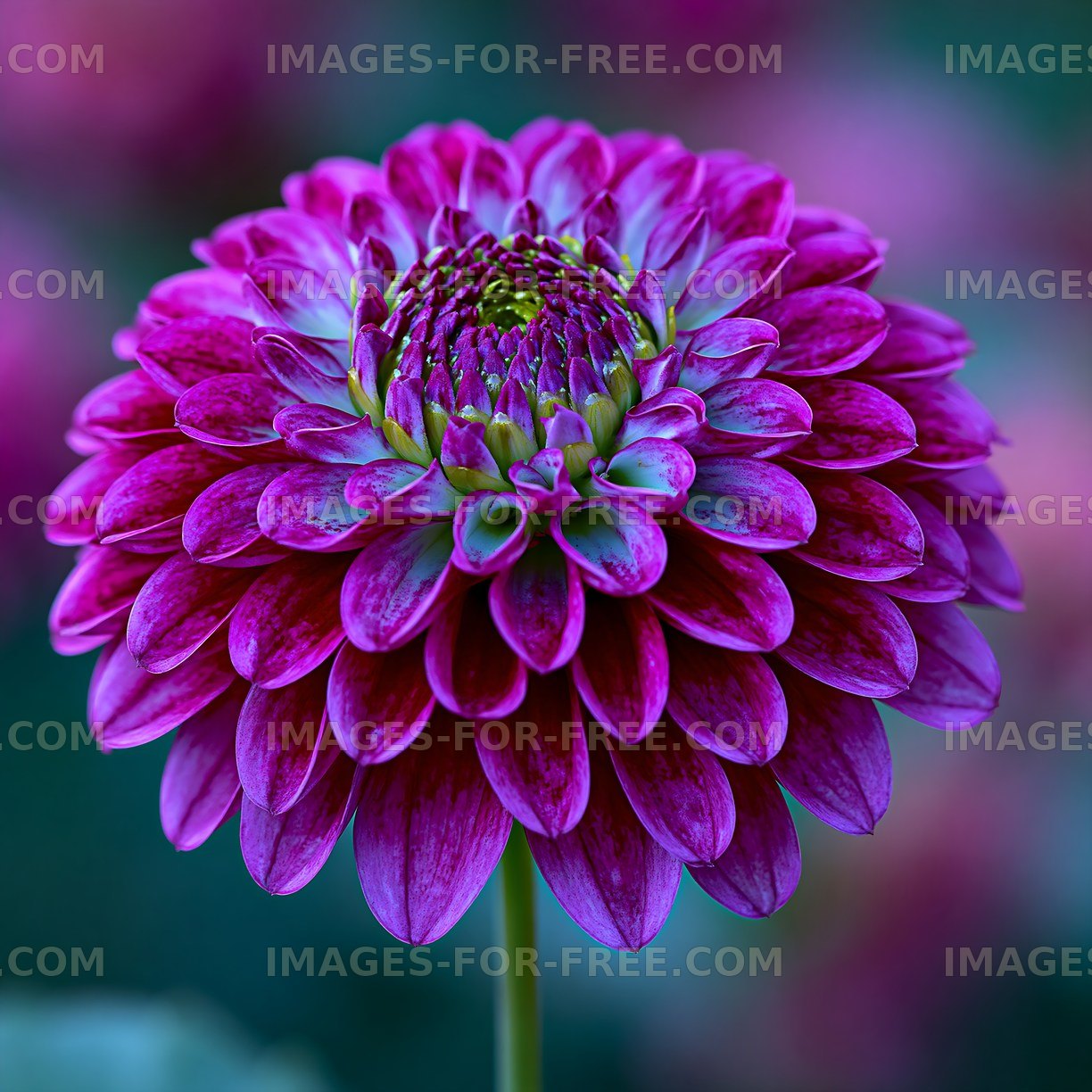 Vibrant purple flower with detailed petals in a garden setting