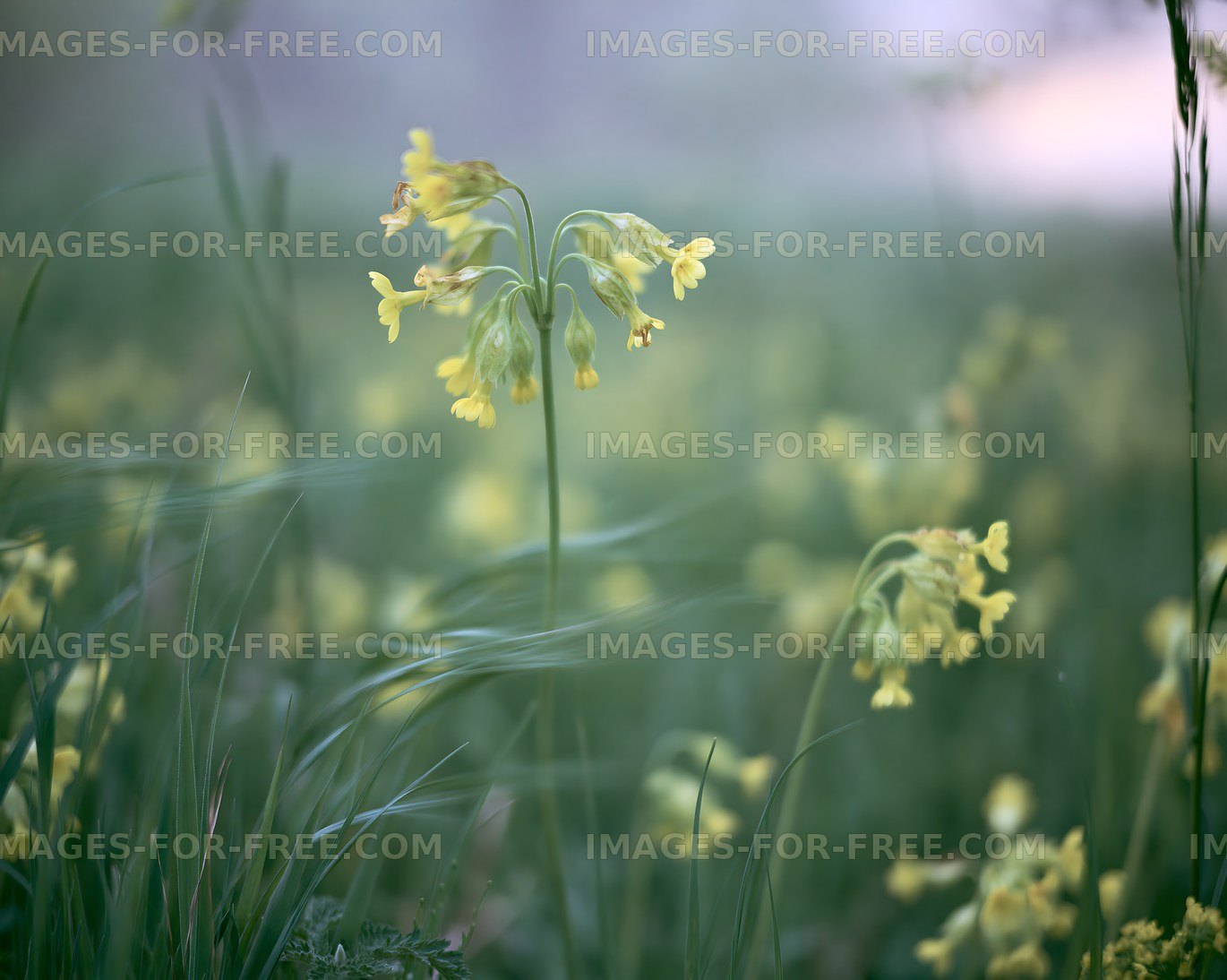 Spring flowers blooming in a grassy field