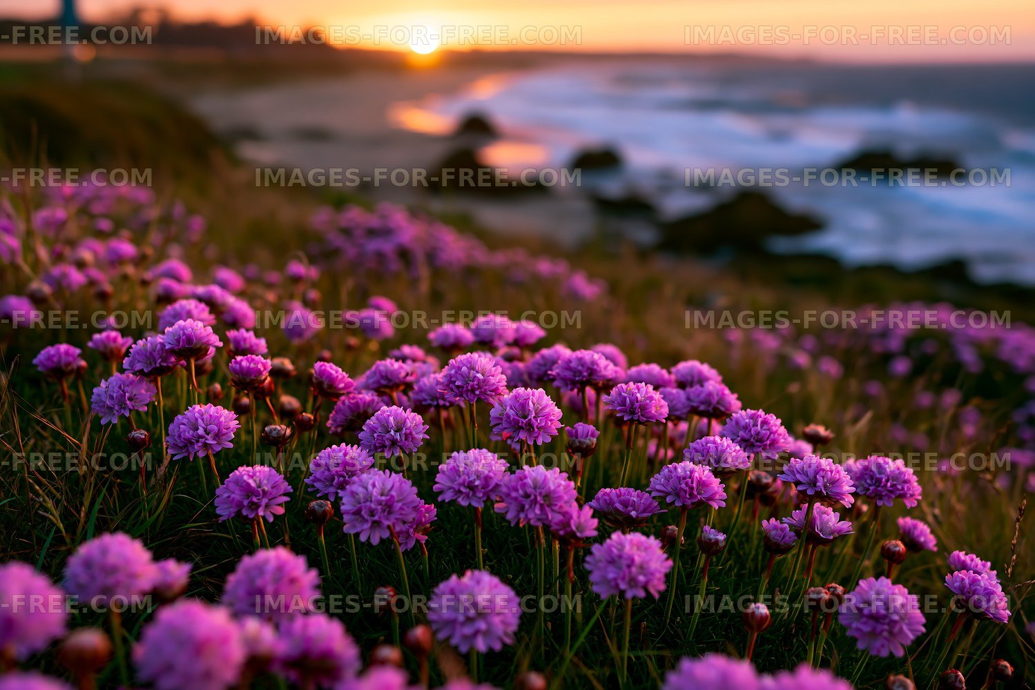 Purple flowers on a coastal cliff at sunset